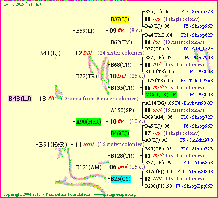 Pedigree of B43(LJ) :
four generations presented