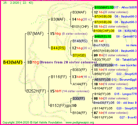 Pedigree of B43(MAF) :
four generations presented<br />it's temporarily unavailable, sorry!