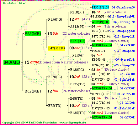 Pedigree of B43(ME) :
four generations presented