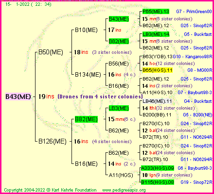 Pedigree of B43(ME) :
four generations presented
it's temporarily unavailable, sorry!