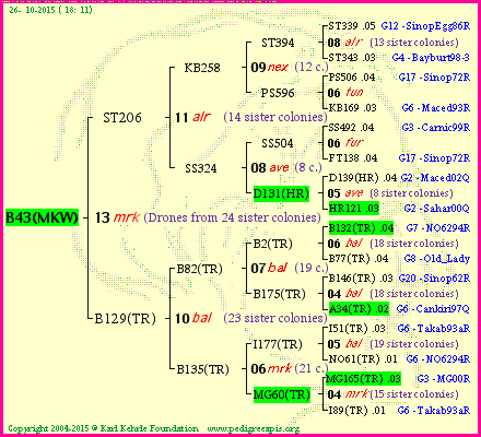 Pedigree of B43(MKW) :
four generations presented