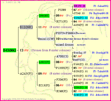 Pedigree of B43(NK) :
four generations presented