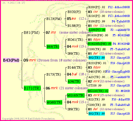 Pedigree of B43(PM) :
four generations presented