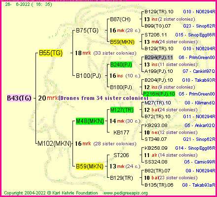 Pedigree of B43(TG) :
four generations presented
it's temporarily unavailable, sorry!