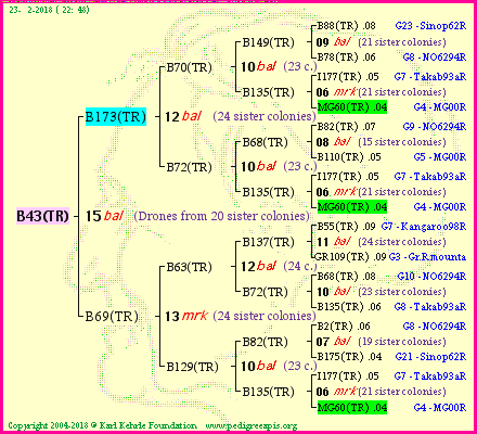 Pedigree of B43(TR) :
four generations presented
it's temporarily unavailable, sorry!