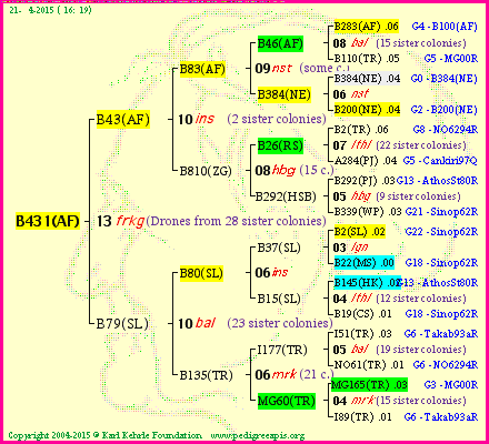 Pedigree of B431(AF) :
four generations presented