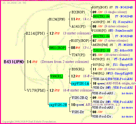 Pedigree of B431(JPN) :
four generations presented