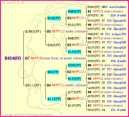 Pedigree of B434(FF) :
four generations presented