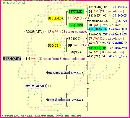 Pedigree of B434(MD) :
four generations presented