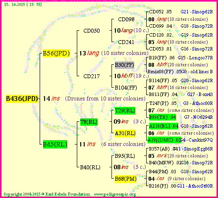 Pedigree of B436(JPD) :
four generations presented