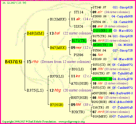 Pedigree of B437(LS) :
four generations presented<br />it's temporarily unavailable, sorry!