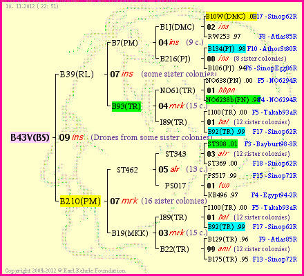 Pedigree of B43V(BS) :
four generations presented