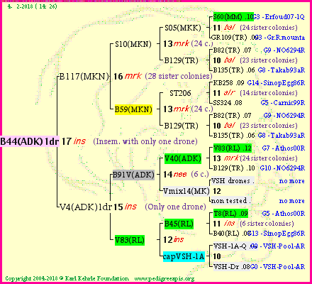 Pedigree of B44(ADK)1dr :
four generations presented