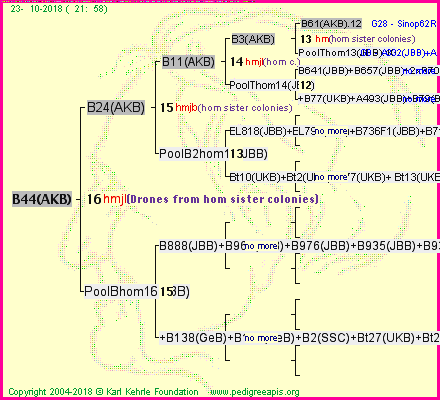 Pedigree of B44(AKB) :
four generations presented<br />it's temporarily unavailable, sorry!