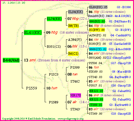 Pedigree of B44(AM) :
four generations presented