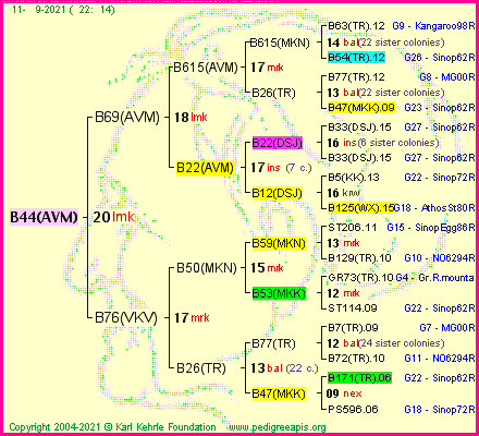 Pedigree of B44(AVM) :
four generations presented
it's temporarily unavailable, sorry!