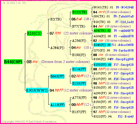 Pedigree of B44(CHP) :
four generations presented