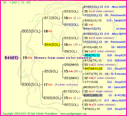 Pedigree of B44(FE) :
four generations presented
it's temporarily unavailable, sorry!