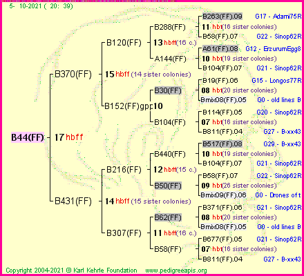 Pedigree of B44(FF) :
four generations presented
it's temporarily unavailable, sorry!