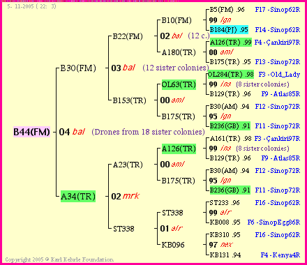 Pedigree of B44(FM) :
four generations presented