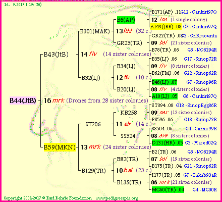 Pedigree of B44(JtB) :
four generations presented