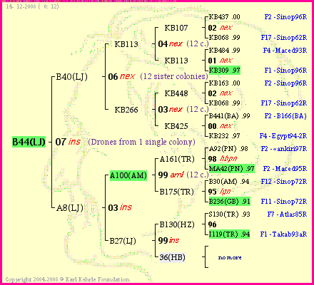 Pedigree of B44(LJ) :
four generations presented