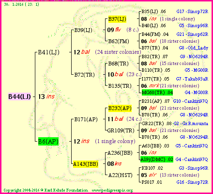 Pedigree of B44(LJ) :
four generations presented