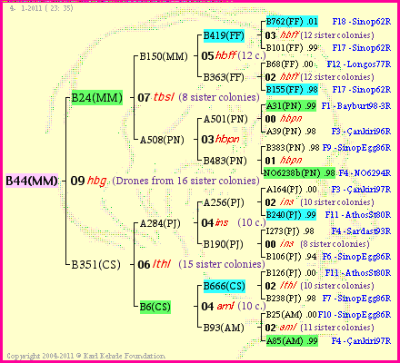 Pedigree of B44(MM) :
four generations presented