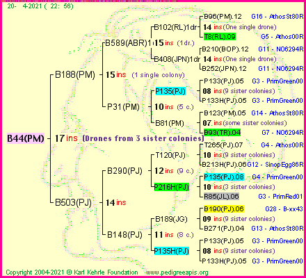 Pedigree of B44(PM) :
four generations presented
it's temporarily unavailable, sorry!