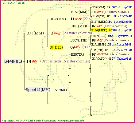 Pedigree of B44(ROE) :
four generations presented