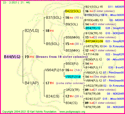 Pedigree of B44(VLG) :
four generations presented
it's temporarily unavailable, sorry!