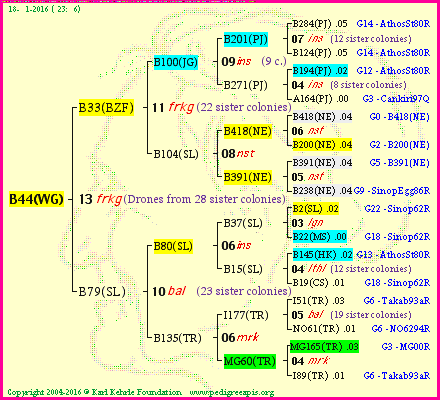 Pedigree of B44(WG) :
four generations presented