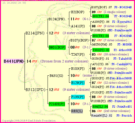 Pedigree of B441(JPN) :
four generations presented