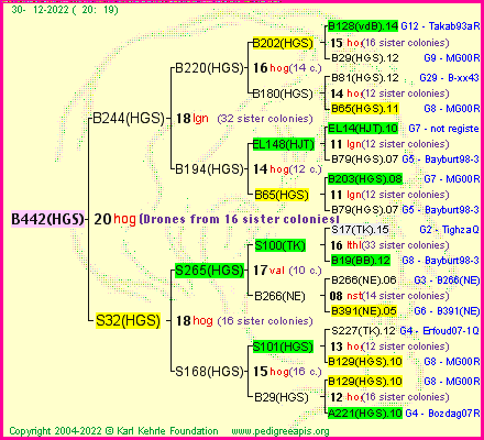 Pedigree of B442(HGS) :
four generations presented
it's temporarily unavailable, sorry!