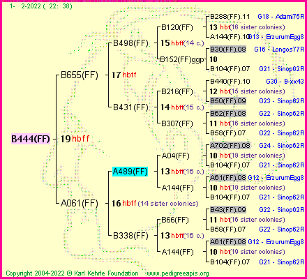 Pedigree of B444(FF) :
four generations presented
it's temporarily unavailable, sorry!