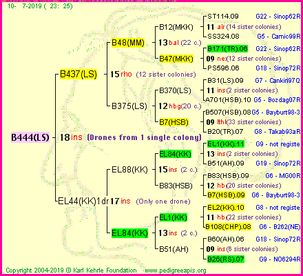 Pedigree of B444(LS) :
four generations presented<br />it's temporarily unavailable, sorry!