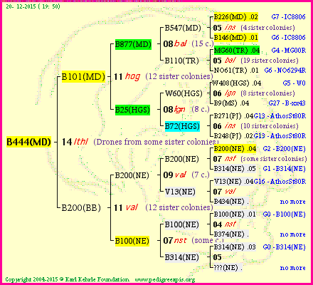 Pedigree of B444(MD) :
four generations presented