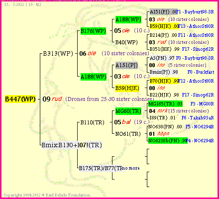 Pedigree of B447(WP) :
four generations presented