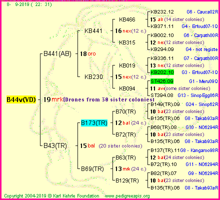 Pedigree of B44v(VD) :
four generations presented<br />it's temporarily unavailable, sorry!