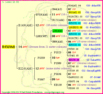 Pedigree of B45(AM) :
four generations presented