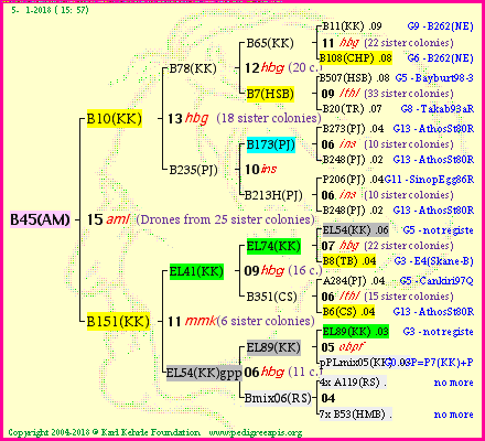 Pedigree of B45(AM) :
four generations presented