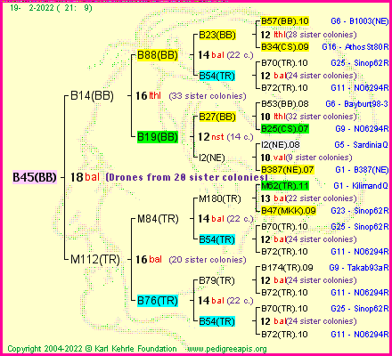 Pedigree of B45(BB) :
four generations presented
it's temporarily unavailable, sorry!