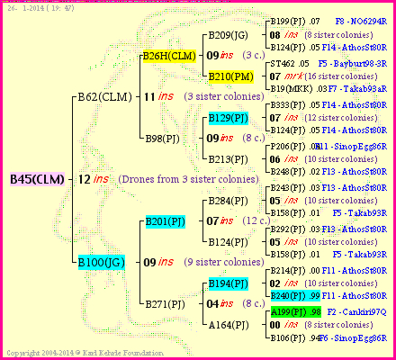 Pedigree of B45(CLM) :
four generations presented