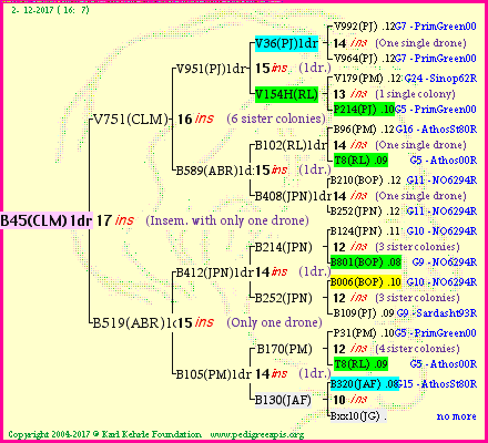 Pedigree of B45(CLM)1dr :
four generations presented