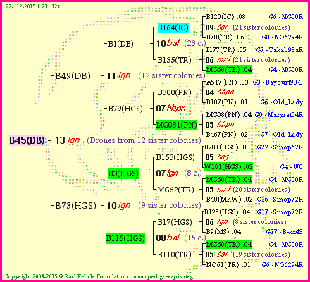 Pedigree of B45(DB) :
four generations presented