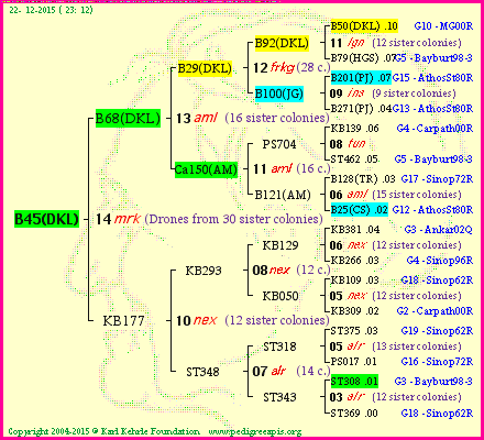 Pedigree of B45(DKL) :
four generations presented