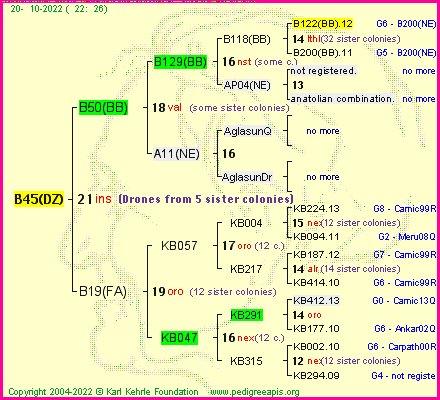 Pedigree of B45(DZ) :
four generations presented
it's temporarily unavailable, sorry!