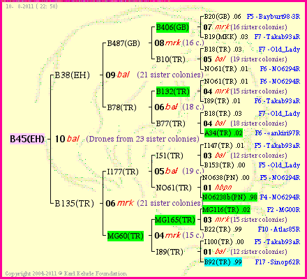 Pedigree of B45(EH) :
four generations presented