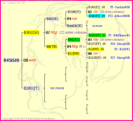 Pedigree of B45(GH) :
four generations presented