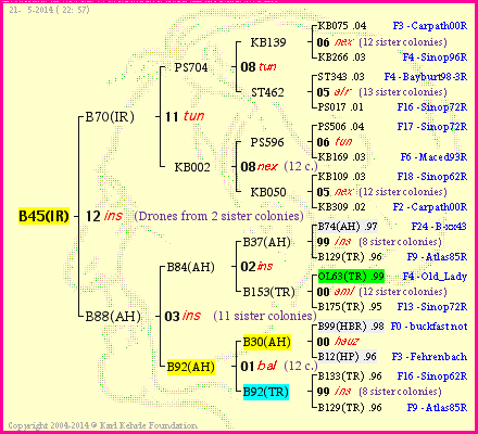 Pedigree of B45(IR) :
four generations presented